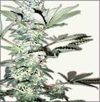 Snow White vrouwelijke marijuana zaden
