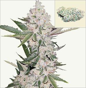 Strawberry Ice Weibliche cannabis Samen