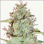 Super Skunk Autoflowering Samon