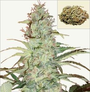 Super Skunk Autoflowering Samon