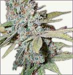 Skunk Special feminized cannabis seeds