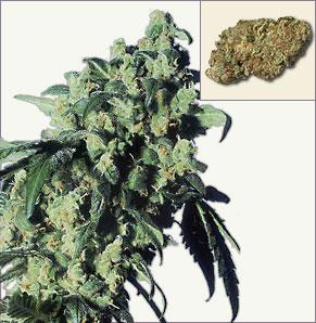 Super Skunk dişileştirilmiş kenevir tohumu