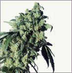 Super Skunk cannabis samen feminisierte