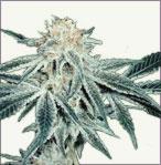 White Elephant feminized marijuana seeds