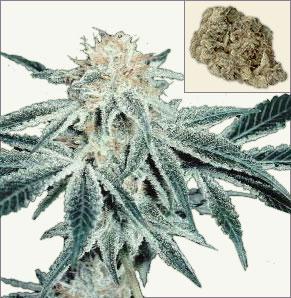 White Elephant feminized marijuana seeds