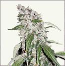 White Haze auto-flowering cannabis seeds