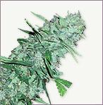 White Widow XTRM feminized marijuana frön