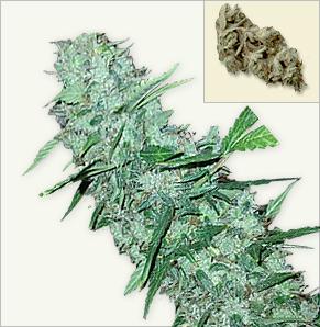 White Widow XTRM feminized marijuana frön