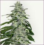 White Wolf feminized marijuana seeds