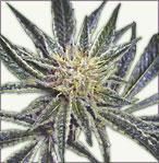 White Widow marijuana semillas