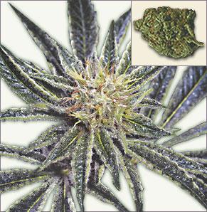 White Widow marijuana seeds