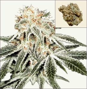 White Widow feminized marijuana frön