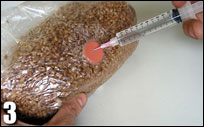 magic rye mushbag growkit 3