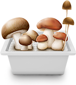 Mushroom cultivation