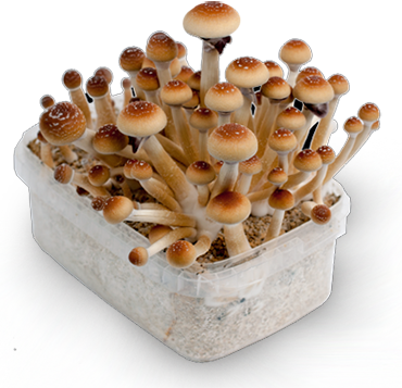 Kit de culture de champignons Psilocybe Cubensis B+ - Setnatur