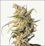 New York Diesel auto-flowering feminized cannabis seeds