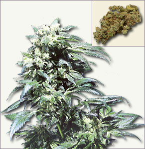 Northern Lights marijuana Samen auto-flowering