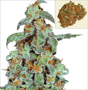 Orange Bud Vrouwlijke Marijuana Zaden