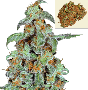 Orange Bud Feminisierte Marihuana Samen, Cannabis samen feminisierte