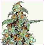 Orange Bud Feminized Marijuana Seeds