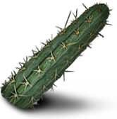 Cactus de torche peruvienne (Trichocereus Peruvianus)