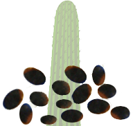 Echinopsis Peruviana Samen