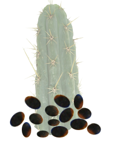 La antorcha peruana semillas