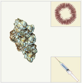 psilocybe tampanensis mycelium syringe
