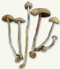 champignons magiques atlantis