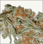 Skunk Redhair cannabis seeds