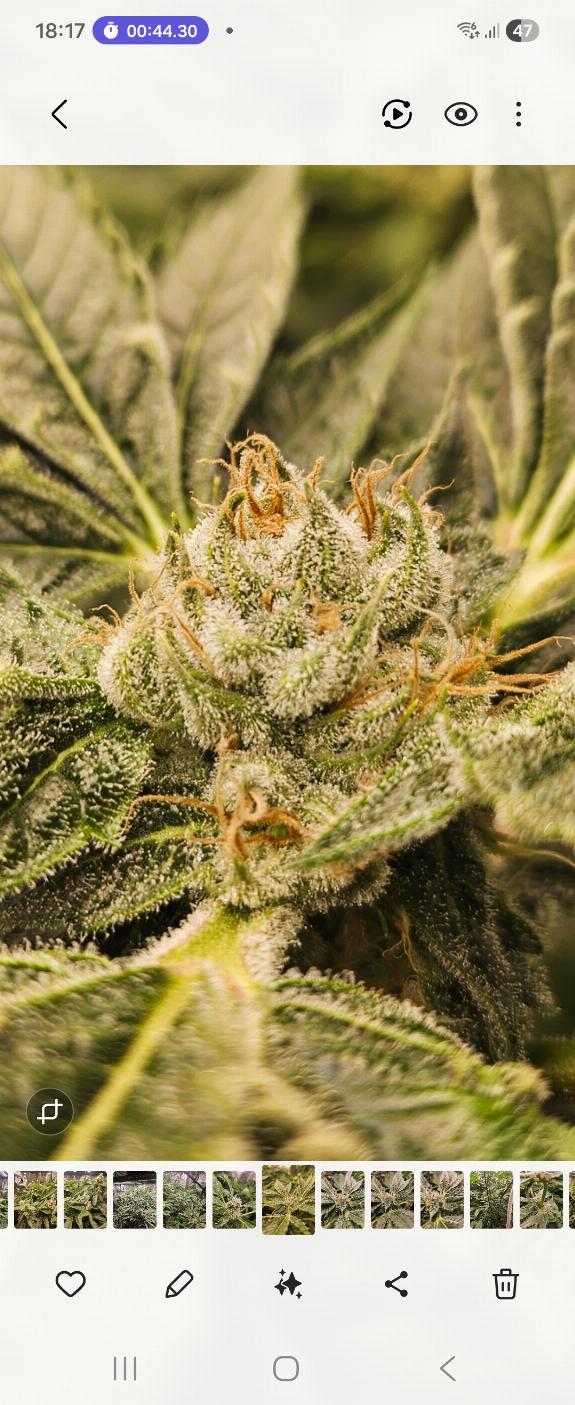 Strawberry Ice Feminized