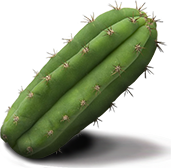 San Pedro cactus