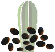 Graines du cactus de San Pedro