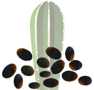 San Pedro seeds