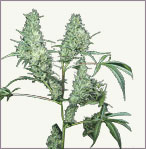 Silver Haze marijuana samen feminisierte