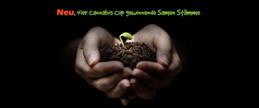 cannabis seeds 16 de