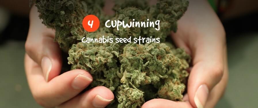 cannabis seeds 16 en