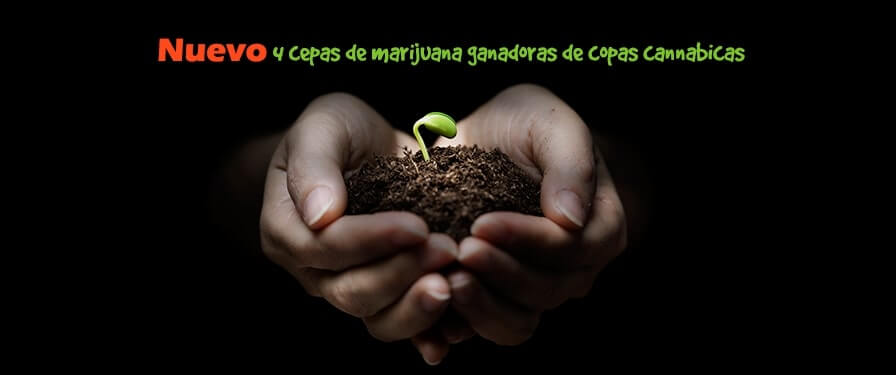 cannabis seeds 16 es