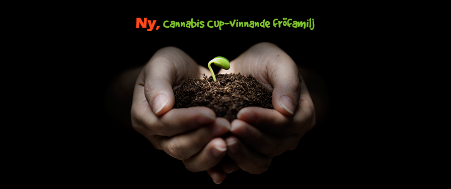 cannabis seeds 16 se