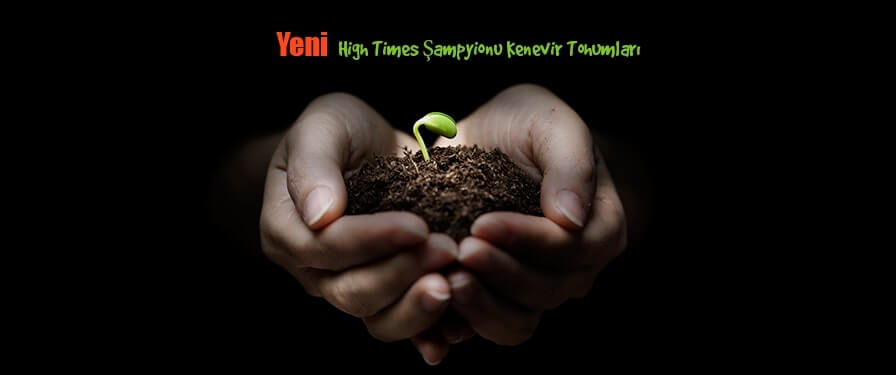 cannabis seeds 16 tr