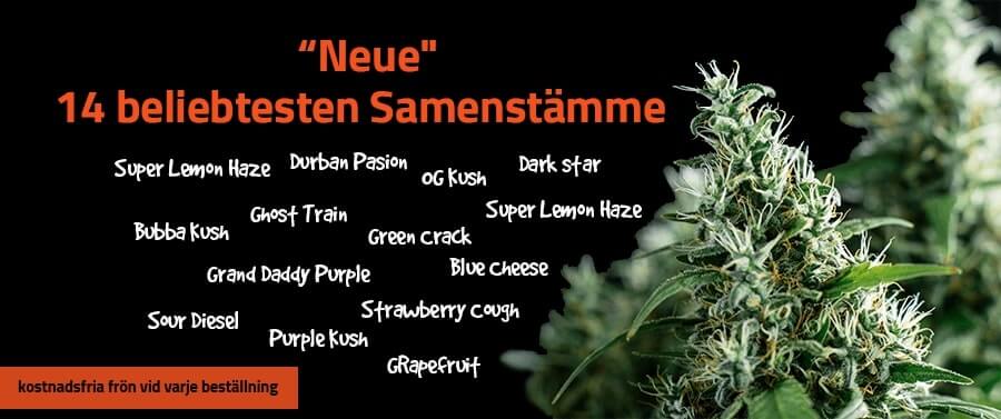 new seed strains de