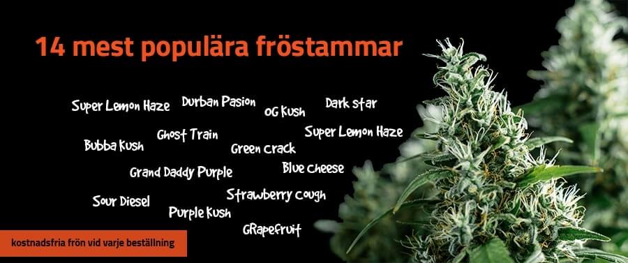 new seed strains sv