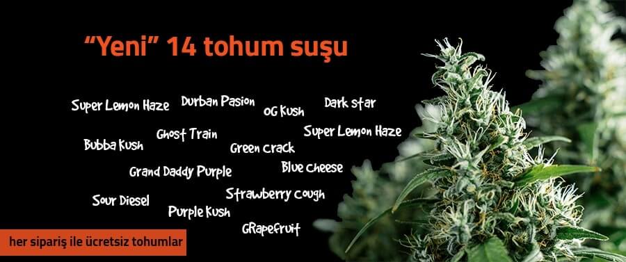 new seed strains tr