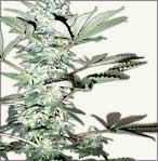 Snow White marijuana féminisées graines
