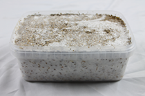 kit de culture de champignons magiques
