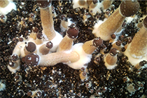 grow mushrooms in a substrate
