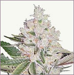 Strawberry Ice Weibliche cannabis Samen
