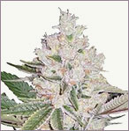 Strawberry Ice Feminized