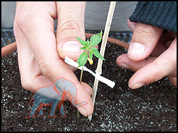 prick a small stick into the soil without harming the roots. than you have to connect a small piece of iron wire to the stick