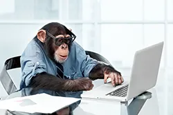 Monkey Albert